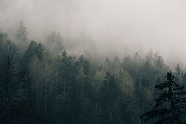 IMGW ostrzega przed gęstą mgłą na Podkarpaciu 1 - Polskie Radio Rzeszów IMGW ostrzega przed gęstą mgłą na Podkarpaciu