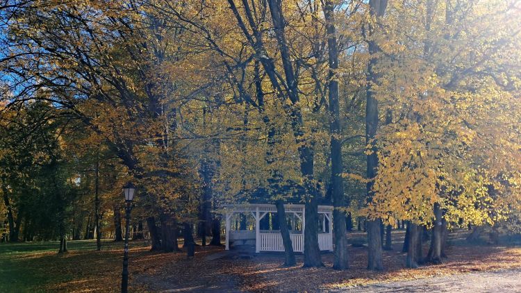 Park w&nbsp;Tyczynie zachwyca jesienią. 300-letnie drzewa i&nbsp;pałac