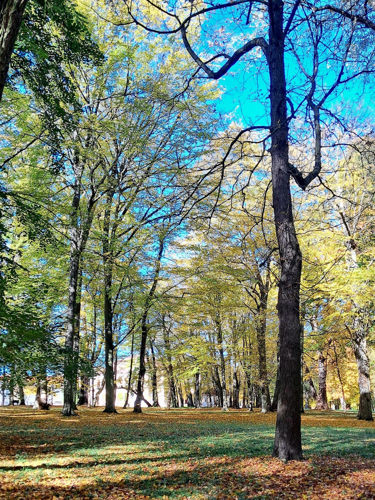 Park w Tyczynie zachwyca jesienią. 300-letnie drzewa i pałac - Polskie Radio Rzeszów