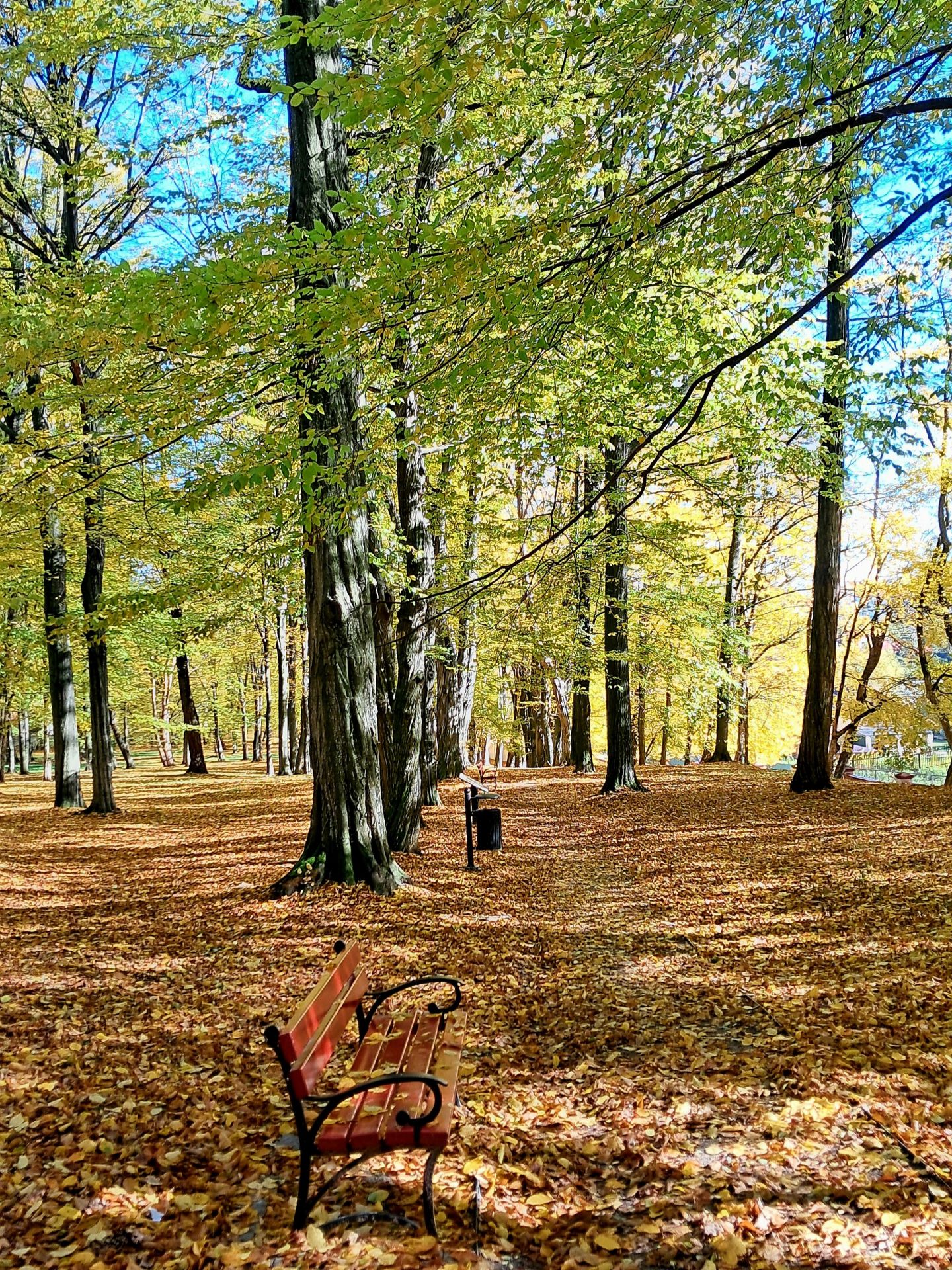 Park w Tyczynie zachwyca jesienią. 300-letnie drzewa i pałac - Polskie Radio Rzeszów