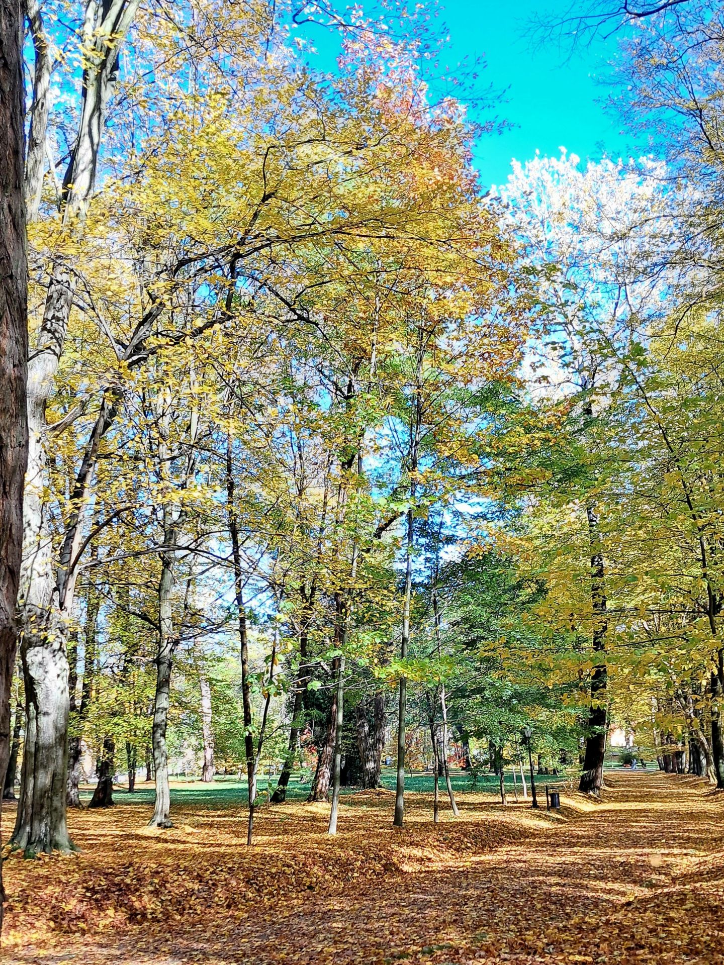 Park w Tyczynie zachwyca jesienią. 300-letnie drzewa i pałac - Polskie Radio Rzeszów
