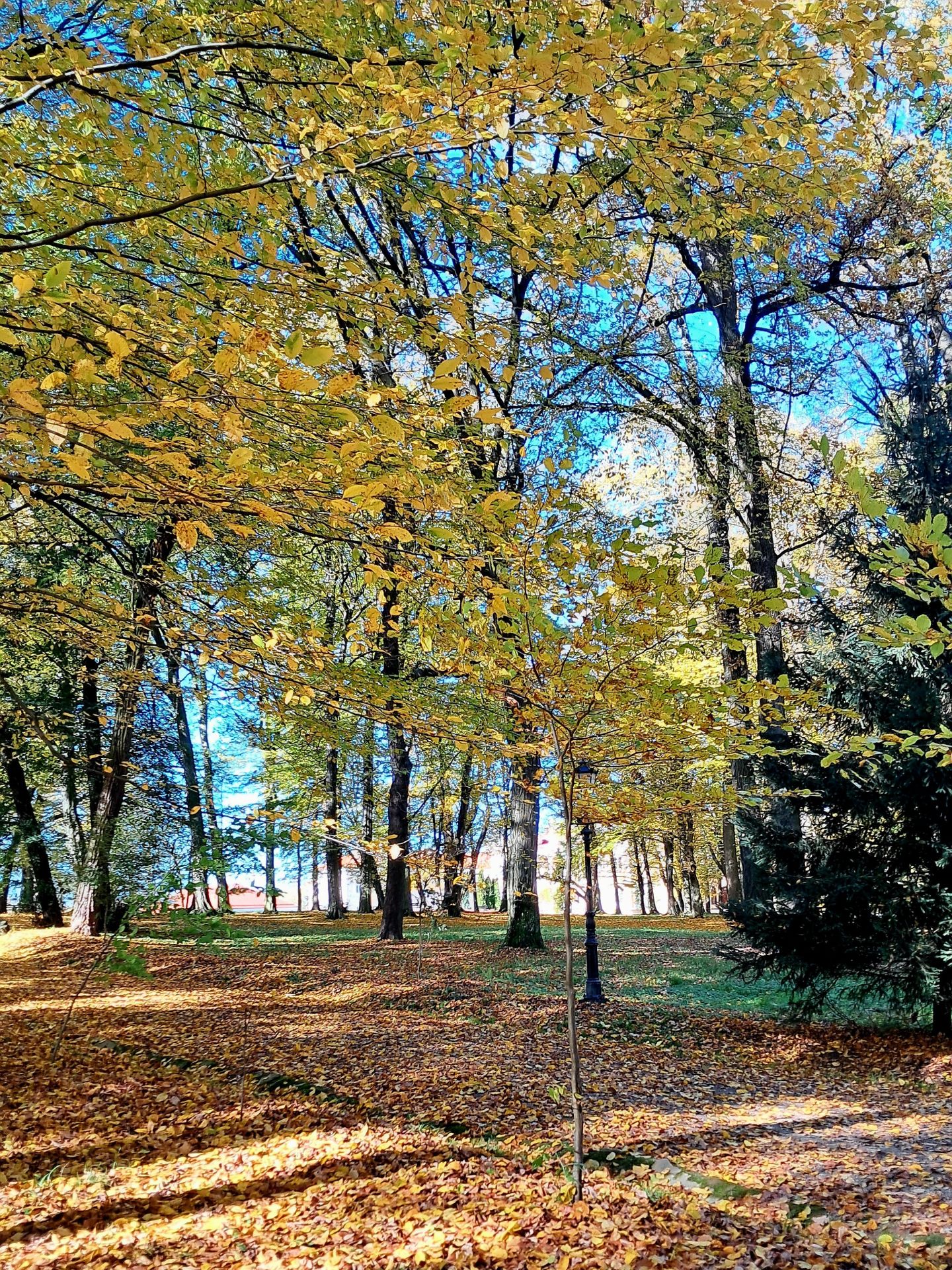 Park w Tyczynie zachwyca jesienią. 300-letnie drzewa i pałac - Polskie Radio Rzeszów