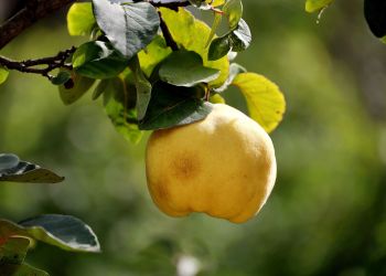 Pigwa a&nbsp;pigwowiec – czym się różnią i&nbsp;co&nbsp;warto posadzić w&nbsp;ogrodzie?