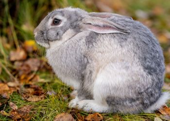 Światowy Dzień Królika. Jak zachowują się te&nbsp;długouche zwierzęta?