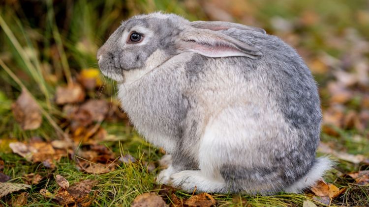 Światowy Dzień Królika. Jak zachowują się te&nbsp;długouche zwierzęta?